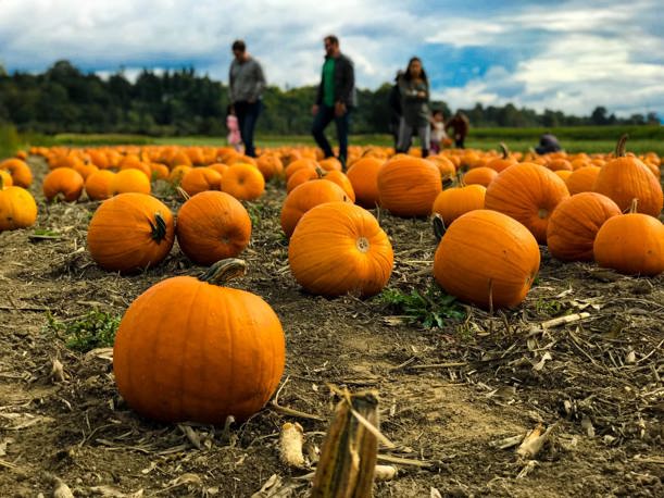 Pumpkin Patches Manchester